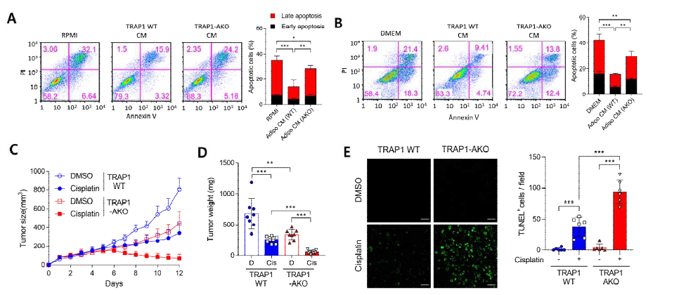 지방세포에 의해서 유도되는 약물저항성과 지방세포에서의 TRAP1 발현 연관성. (A,B) MDA-MB-231과 EO771 유방암세포에 TRAP1을 wild type과 AKO 실험쥐에서 채취한 지방세포의 CM을 처리한 후 cisplatin에 대한 세포독성을 분석. (C,D) AKO 실험쥐에서 EO771 allograft후 cisplatin 처리 후, 종양크기. (E) TUNEL 염색