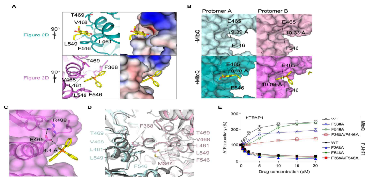 MitoQ와 TRAP1 결합. (A-D) TRAP1과 MitoQ의 결합구조 분석. 주요 결합 아미노산 잔기와 MitoQ 결합부위를 표시함. (E)MitoQ의 TRAP1 ATPase 활성화. ATPase 억제제인 PU-H71과 비교분석함. MItoQ와 결합하는 주요 아미노산 잔기 F368과 F546의 Ala 돌연변이 TRAP1에 대한 활성도 비교분석함