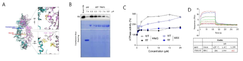TRAP1 client 결합위치와 새로이 발굴한 세포대사조절 client 단백질들. (A) TRAP1 middle domain의 신규 client 결합 가능 위치. (B) TRAP1과 client 결합 (IF1)은 pH 의존적. (C) 신규 대사조절 단백질 (MXX)에 의한 TRAP1 변화 (D) 결합력 SPR 분석