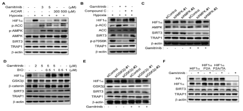 HIF1α조절에 AMPK-GSK3β관련됨. (A) AMPK activator AICAR 처리 효과. (B) AMPK 억제제 Compound C처리후 분석. (C) AMPK siRNA처리. (D) GSK3β억제제 BIO 약물 처리 후 분석. (E) GSK3β siRNA 처리후 분석. (F)TRAP1 억제후 HIF1 돌연변이 (P2A는 hydroxylation 억제, TA는 인산화 억제)에 대한 효과 분석