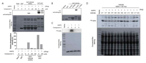 GSK3β의 신규 인산화 위치 탐색. (A) AMPK in vitro kinase assay. AMPK 저해제인 compound C, p53은 positive control. (B) GSK3β의 domain별 인산화 분석. (C) AMPK 억제제 처리. GSK3β의 C-말단에서 일어나는 인산화가 AMPK 억제제로 감소함을 확인. (D) 인산화위치 돌연변이 GSK3β를 이용한 in vitro AMPK kinase assay