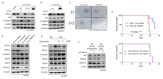 GSK3β 인산화의 종양형성에서의 중요성. (A) GSK3β의 Ser 인산화를 모사한 Glu 돌연변이의 HIF1α의 degradation 영향. (B) HIF1α degradation에 GSK3β의 인산화가 되지 않는 돌연변이의 효과. (C) HUVEC tube formation assay. (D) GL261세포에서 TRAP1 억제효과.(E) TRAP1 억제제 처리후 효과.(F) HIF1α 안정화에 인산화의 중요성.(G) GL261 orthotopic model