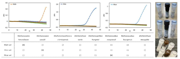 주요 메탄생성균 qPCR 분석용 정량 탐침자세트 제작