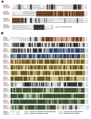 DcWOX4-1, 2 (A) 그리고 DcPXY-1,2 (B)의 아미노산 서열 비교. 보존되어 있는 호메오박스 DNA 결합 서열 및 LRR, 그리고 인산화 영역을 표시