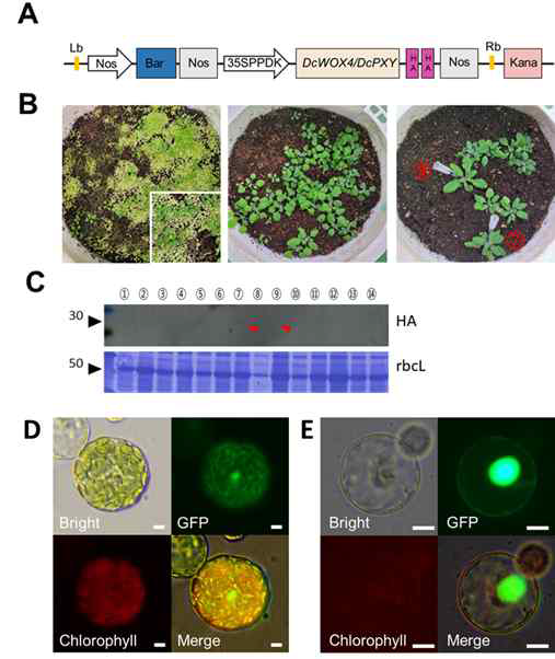 (A) DcWOX4-HA 과발현 벡터 지도 (B) DcWOX4 – HA OX/wox4-1 T1 형질전환제 선발 과정 (C) 형질전환체에서 의 WOX4 발현 확인 (D) 애기장대 원형질체에서 DcWOX4-GFP의 세포내 발현 위치 (E) 당근 원형질체에서 DcWOX4-GFP의 세포내 발현 위치. 모두 핵에 축적됨을 확인