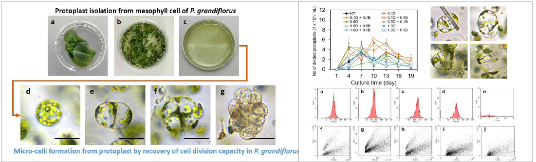 도라지 엽육세포에서 고효율 원형질체 분리(left) 및 원형질체 배양 기간 동안 대량분리 된 원형질체의 activity 분석을 위한 flow cytometry 분석법 확립