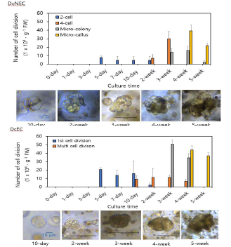 NEC와 EC 유래 원형질체의 배양 과정 중 분열특성 규명