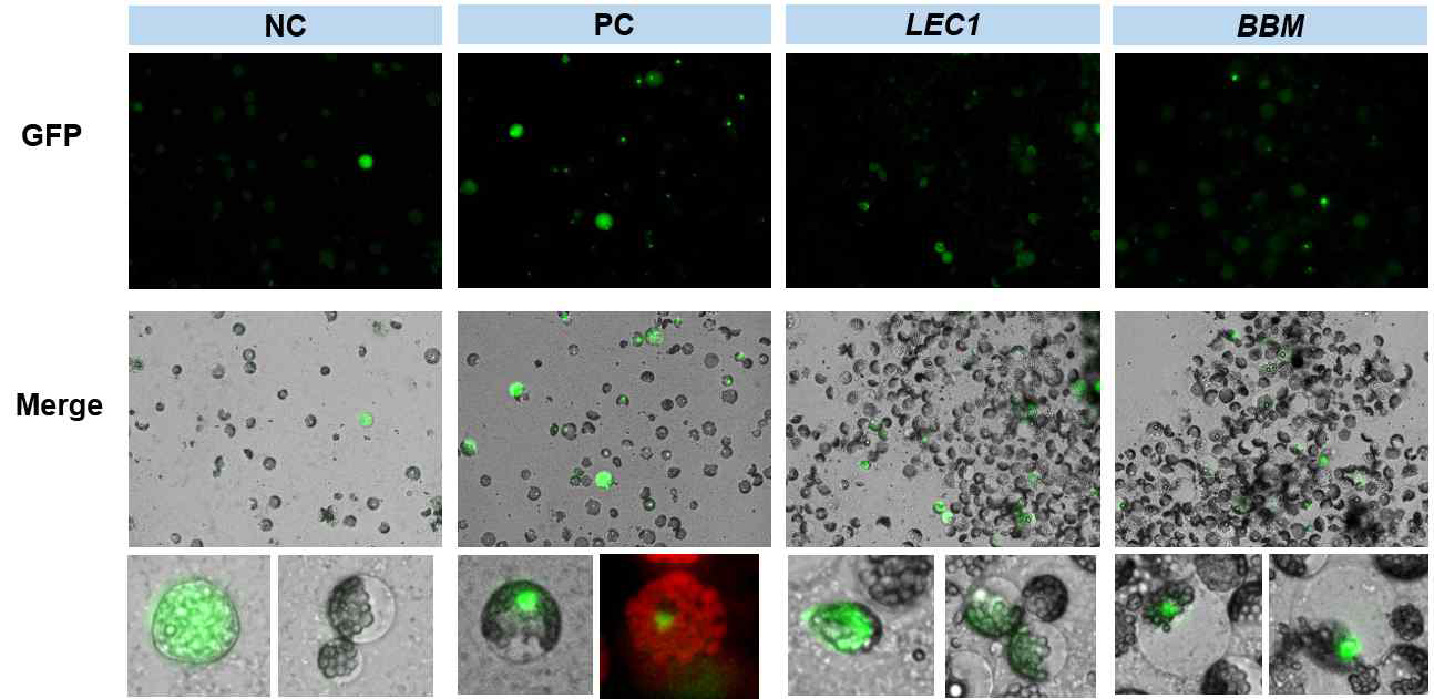 ESC 특이적인 PtLEC1과 PtBBM의 transfection을 통한 localization 및 세포 재프로그래밍