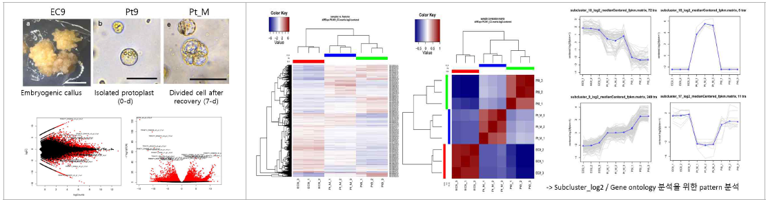 Volcano plot과 Heatmap 분석을 통한 줄기세포 원형질체 나출 및 세포분열능 회복과정에서 발현하는 유전자그룹을 분석함