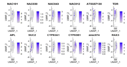 하배축에서 원형질체 분리 및 10Xgenomics 플랫폼을 이용한 1500여개 단일세 포의 전사체 분석