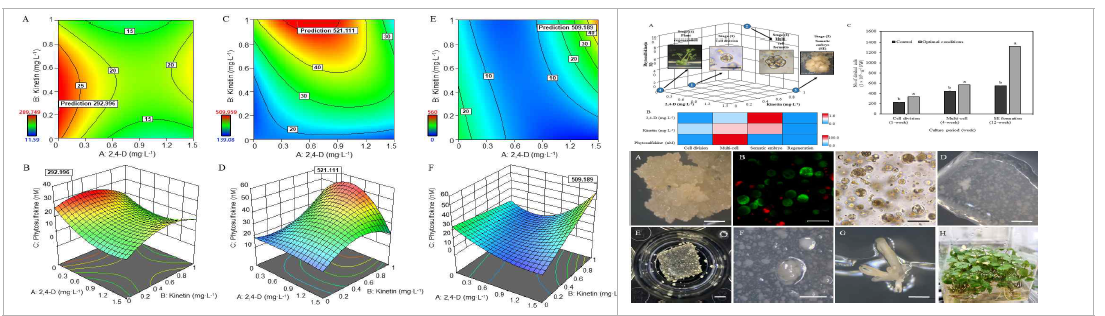 RSM에 의한 당귀 EC 유래 원형질체의 단계별 배양 조건 최적화(좌) 및 재현성 확인을 통한 최적화 조건의 재현성 구명(우)