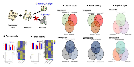 PCA분석, Heatmap분석 및 Venn Diagram 분석을 통한 줄기세포의 원형질체 나출 및 세포분열능 회복과정에 발현하는 유전자그룹을 분석함