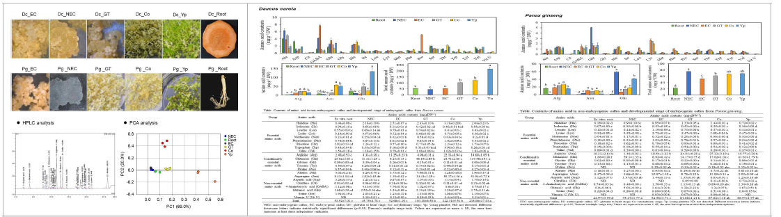 PCA 분석과 HPLC분석을 통한 체세포배발생과정에서의 아미노산그룹을 분석함
