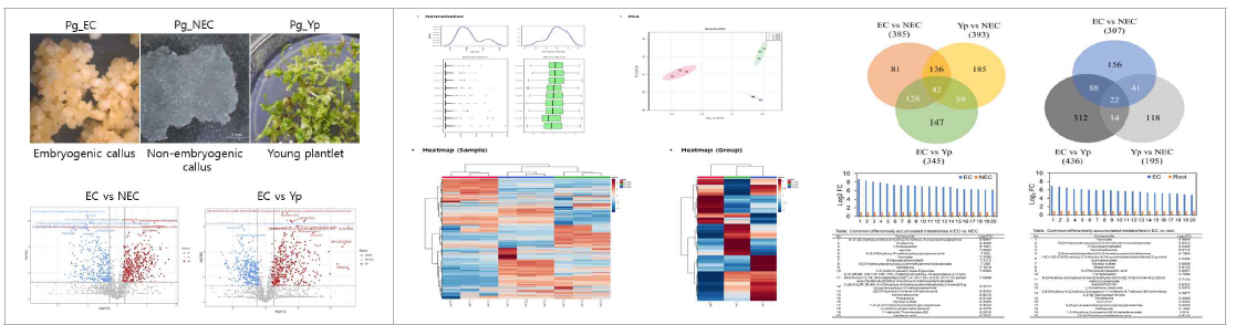 Volcano plot과 Heatmap 분석을 통한 배발생줄기세포에서 생성되는 대사체 그룹