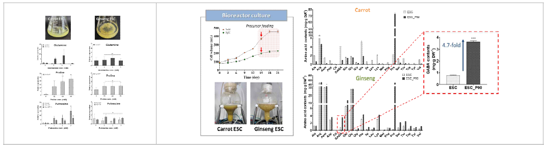 당근과 인삼의 ESC에서 전구체 공급에의한 GABA 함량 증진