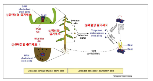 식물의 줄기세포 (Verdeil et al., 2007) ① 정단분열 줄기세포(Shoot apical meristem): SC ② 근단분열 줄기세포(Root apical meristem): SC ③ 형성층 줄기세포(Cambium stem cell): SC ④ 배발생 줄기세포(Embryogenic cell): ESC