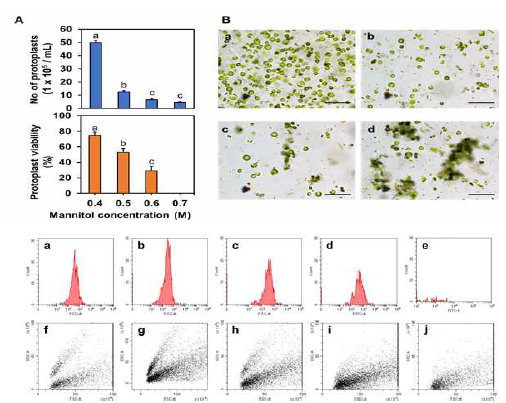 Mannitol 농도에 따른 도라지 엽육세포에서 원형질체 분리 및 flow cytometry에 의한 protoplast activity 분석법 확립