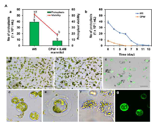 Protoplast 분리 후 washing solution에 따른 원형질체 획득 수율 및 생존율