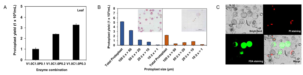 당근의 잎과 형성층 유래 조직에서의 형성층 분리 조건 확립 및 원형질체의 형태학적 비교 분석 (A) 세포벽 분해 효소 조합 별 잎에서의 원형질체 분리 수율. V: viscozyme, P: pectinex, C: cellulcalst. (B) 체관부 유래 원형질체의 사이즈별 분포 (파란색)와 형성층 유래 원형질체의 사이즈별 분포 (주황색). (C) 형광 염색을 통한 분리한 원형질체의 viability. FDA (green, 살아있는 원형질체), PI (red, 죽은 원형질체)