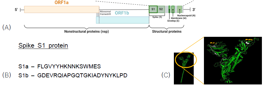 SARS-CoV-2 바이러스의 spike S1 protein으로부터 항원결정기의 발굴. (A) SARS-CoV-2 바이러스의 유전체 구조 (B) S1 protein 항원결정기의 아미노산 서열 (C) SARS-CoV-2 spike protein의 3차 구 조상의 항원결정기의 위치