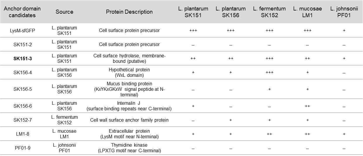 Surface display of GFP-fusion proteins on various kinds of lactic acid bacteria