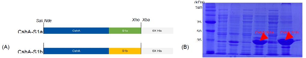CshA와 융합된 S1a 및 S1b의 대량발현 (A) S1a 및 S1b를 cell wall-anchoring domain인 CshA 에 각각 융합시킴 (B) S1a 및 S1b 융합단백질의 대장균 대량발현 확인(SDS-PAGE)