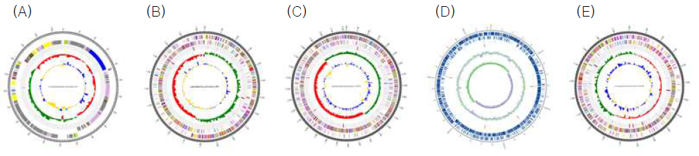 Genome map of selected Lactobacillus spp. (A) L. mucosae LM1, (B) L. johnsonii PF01 (C) L. plantarum SK151 (D) L. plantarum SK156 (E) L. fermentum SK152