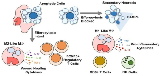 Apoptotic cell을 제거하는 efferocytosis가 발생하면 대식세포는 M2-like 대식세포로 wound healing cytokine을 분비하며 면역반응을 억제 한다(오른쪽). Efferoctyosis의 억제는 DAMP물질의 분비와 함께 면역반응을 자극 한다(왼쪽)