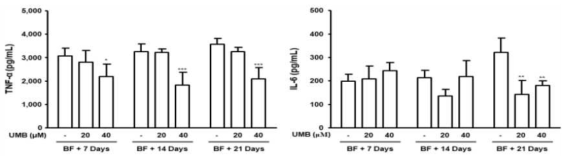 혈청에서 염증성 cytokine 발현 확인 (*p < 0.05, **p < 0.01, ***p < 0.001 vs. BF)