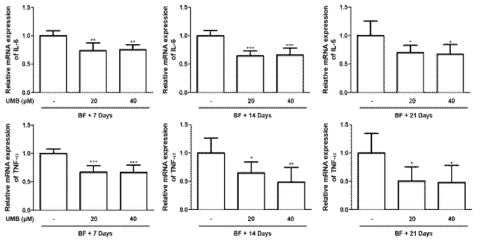 가골에서 염증성 사이토카인 발현 확인 (*p < 0.05, **p < 0.01, ***p < 0.001 vs. BF)