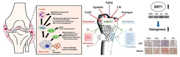골절 초기의 염증 반응 및 SIRT1의 염증 기전 조절