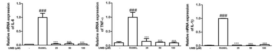 파골세포에서 염증성 사이토카인 발현 확인 (###p < 0.001 vs. 비처리군, ***p < 0.001 vs. RANKL)