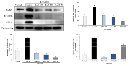 Effects of fermented Artemisia argyi H. on inflammation in DSS-induced ulcerative colitis model