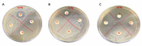 Antimicrobial activities of fermented Artemisia argyi with additio of sugars against Escherichia coli