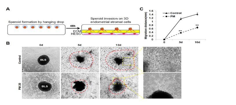 PM2.5에 의한 trophoblast의 invasion 및 3D structure formation 감소