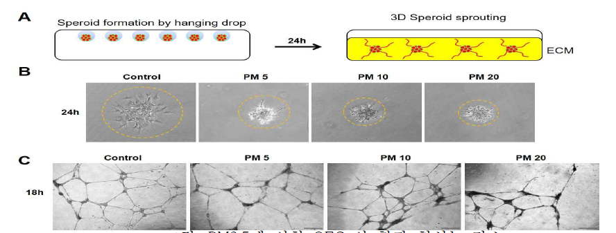 PM2.5에 의한 OEC 의 혈관 형성능 감소