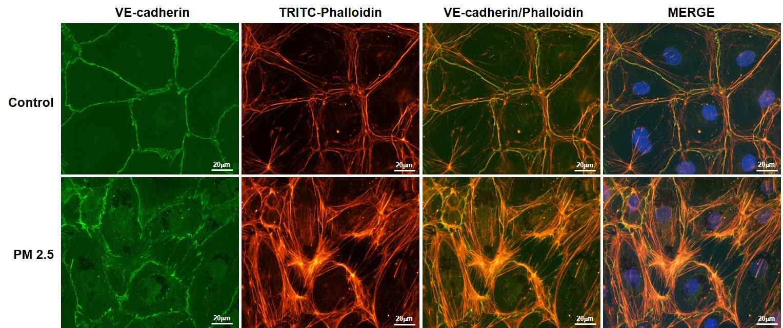 PM2.5에 의한 dLEC의 VE-Cadherin 의 감소