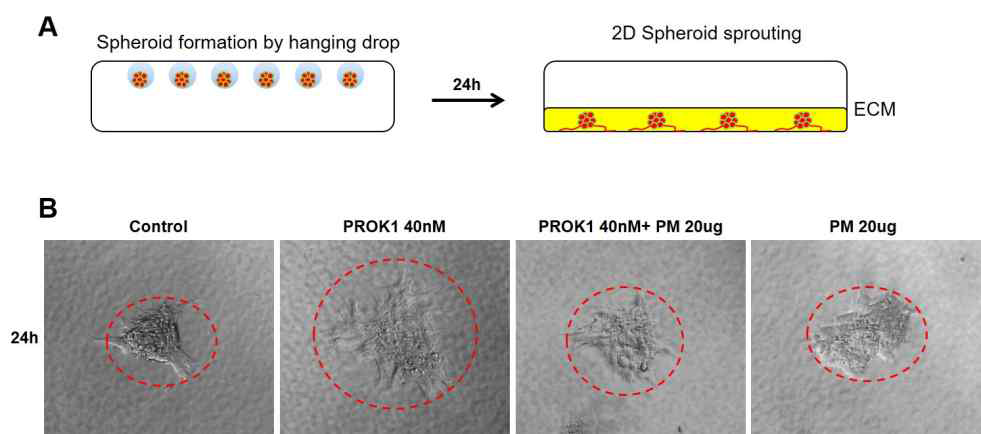 PM2.5에 의한 Trophoblast의 2D sprouting 감소 6)