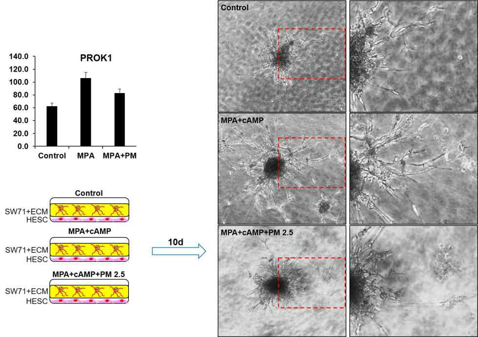 PM2.5에 의한 PROK1 감소 및 Trophoblast의 3D structure formation 감소