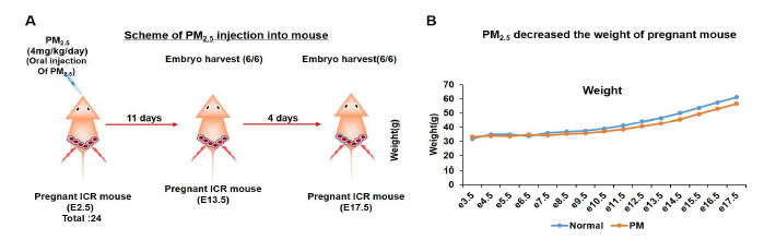 PM2.5에 의한 임신마우스의 체중 감소