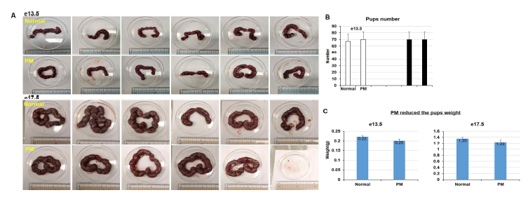 PM2.5에 의한 embryo 의 체중 감소