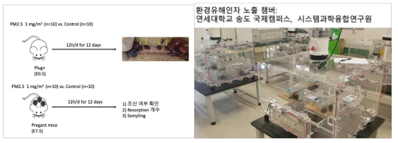 Schematic design of animal experiment (왼쪽) and PM exposure chamber (오른쪽)