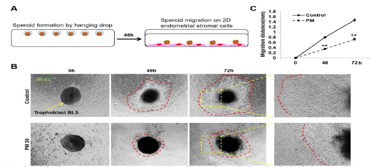 PM2.5에 의한 trophoblast의 2D speroind migration 감소