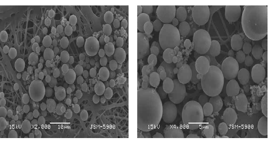 Silica coated Fe3O4 입자의 SEM 이미지