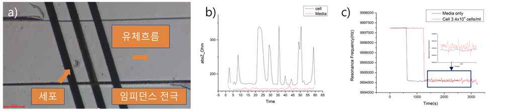 마이크로플루이딕 채널내부에서 세포의 유무에 따른 EIS 임피던스의 변화와 QCM에서의 세포의 존재유무에 따른 공명주파수변화. a) 임피던스전극 사이를 지나가는 MCC세포, b) 세포가 지나갈 때 측정된 임피던스의 변화, c) 암세포가 포함된 용액측정시 QCM의 공명주파수 변화