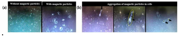 (a)자성입자의 유무에 따른 세포의 형태 변화 측정 (좌)자성입자 미처리군, (우)자성입자 처리군, (b)정상세포 내 자성입자 제어 실험 및 세포 배양시 자성입자의 움직임 평가