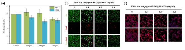 합성된 자성나노입자의 세포 안정성 평가결과 (a)cell viability, (b)Live/dead test, (c)cell morphology