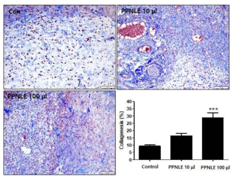 Effect of PPNLE on collagen synthesis in the skin wound area. The tissues harvested from the skin wound area of rats (each group, n=5) treated with or without PPNLE (100 mg/ml) were used in Masson’s trichrome staining for collagen synthesis. Masson’s trichrome staining between the skin matrix was represented as blue color. The values are shown as means ± SD. ***p<0.001 compared to the control