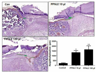 Effect of PPNLE on re-epithelialization on the skin wound area. The tissues harvested from the skin wound area of rats (each group, n=5) treated with or without PPNLE (100 mg/ml) were used in immunohistochemistry staining with anti-pan-cytokeratin for re-epithelialization. Immunohistochemistry staining with anti-pan-cytokeratin represented as brown color. The values are shown as means ± SD. *p<0.05 and **p<0.01 compared to the control