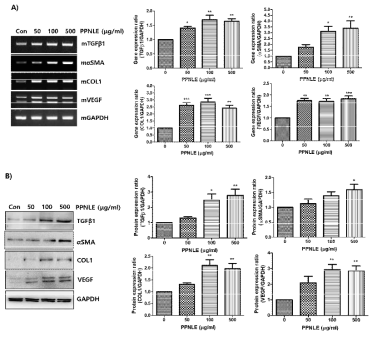 Expression of wound healing-related genes stimulated by PPNLE in fibroblast cells. (A) RT-PCR and agarose gel electrophoresis were performed to analyze the mRNA expression of genes related to wound healing using gene-specific primers. GAPDH were used as internal control. Band intensity of each mRNA expression was quantified and normalized to GAPDH internal control using densitometry. Data obtained from densitometric analyses are shown as bar graph. Data are expressed as fold of control and are shown as mean ± SD for three independent experiments. (B) Western blot analysis was performed to analyze expression levels of proteins related to wound healing with anti-TGFβ1, anti-αSMA, anti-COL1, anti-VEGF and anti-GAPDH antibodies. Band intensity of each protein expression was quantified and normalized to GAPDH internal control using densitometry. Data obtained from densitometric analyses are shown as bar graph. Data are expressed as fold of control and are shown as mean ± SD for three independent experiments. *p<0.05,**p<0.01 and ***p<0.001 compared to the control